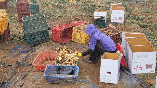 생강 씀바귀 재배 농가 유기농업자재 지원