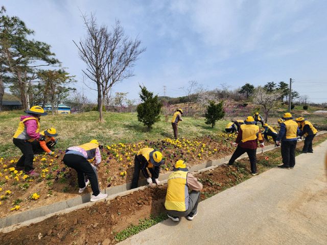 16.봉산면 노인회 환경정화 활동 모습