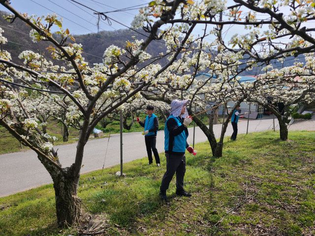 인공수분 작업 사진