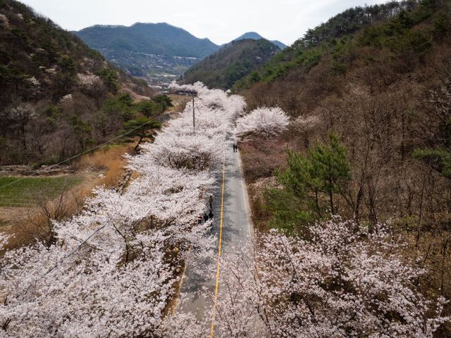 보곡산골 산벚꽃축제 성료
