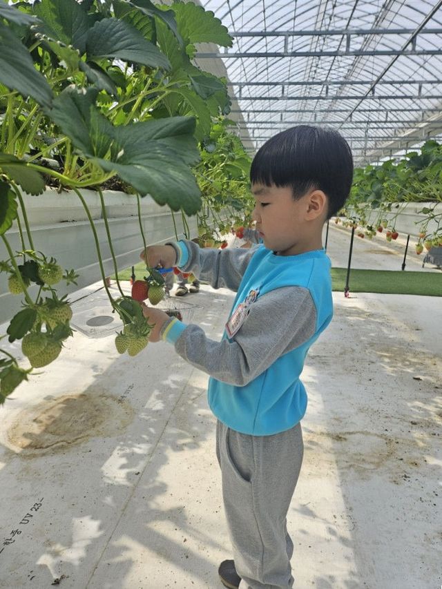예산 금오초병설유, 딸기 따기 체험 실시