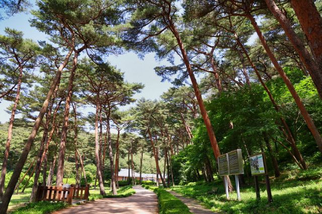 2. 태안 방문의 해 숲속 음악회 1