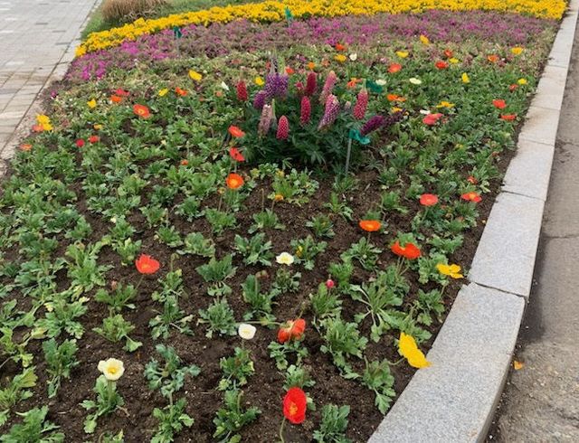 2. 동부동 교통섬 봄꽃 식재 모습