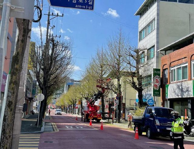 거창군 가로수 정비