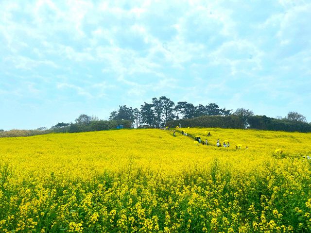 봄의 물결 따라 노랗게 물든 유채꽃 만개1