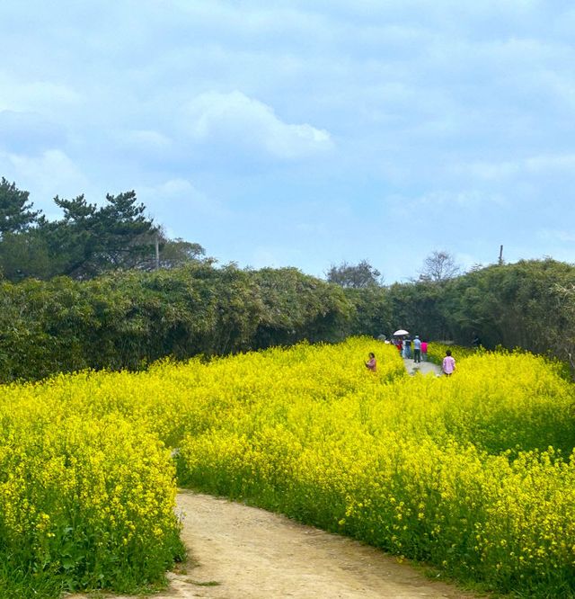 봄의 물결 따라 노랗게 물든 유채꽃 만개