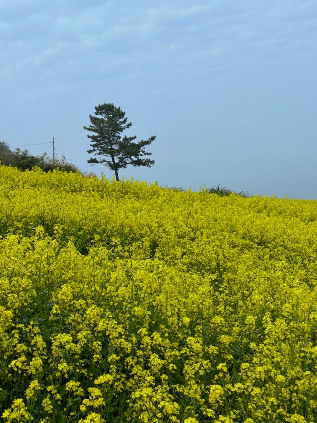 봄의 물결 따라 노랗게 물든 유채꽃 만개2