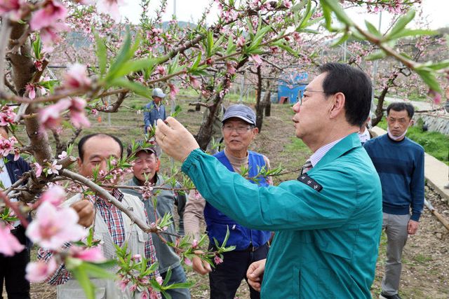냉해피해 농가를 방문해 복숭아를 확인하는 송인헌 괴산군수