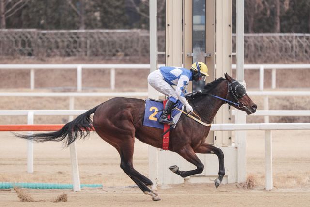 세계일보배 우승마 '크라운함성'