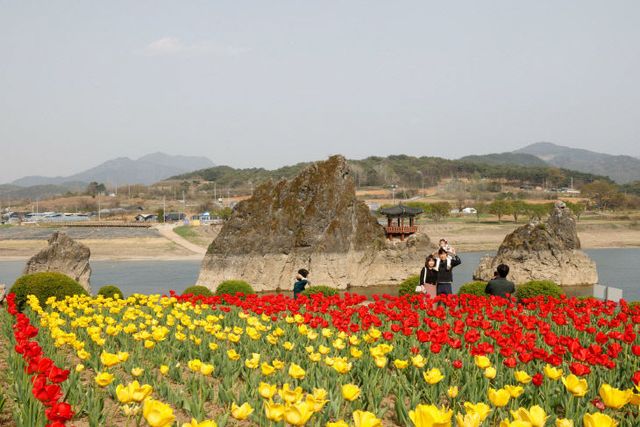 보도 1) 도담삼봉 튤립