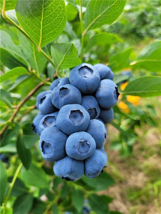 농작물재해보험료 최대 90% 지원