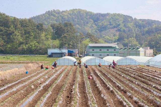 고성군, ‘마을 공동 소득작물 육성사업’ 농촌마을에 활력