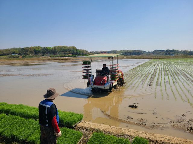 사본 -(사진3)첫 모내기1