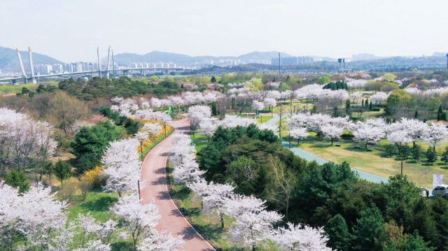 붙임5. 야생화단지 벚꽃 길