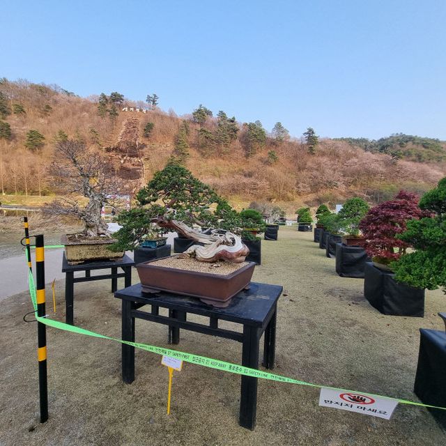 분재전시회 사진 2 (1)