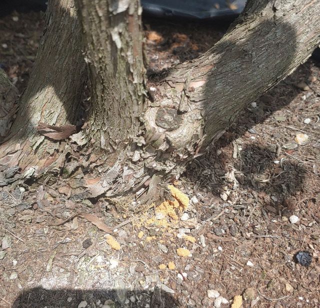 알락하늘소 피해사진