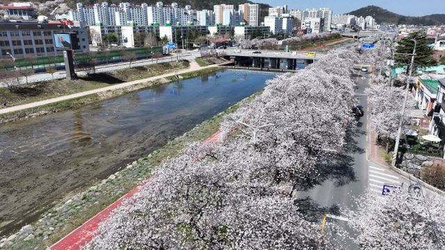 0408 정읍벚꽃축제 성료