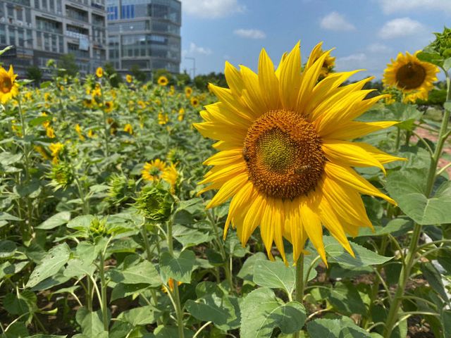 (참고)_해바라기_사진2