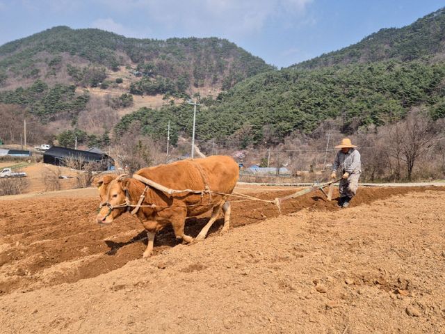 보도 4) 보발리 김성식씨 밭(1)