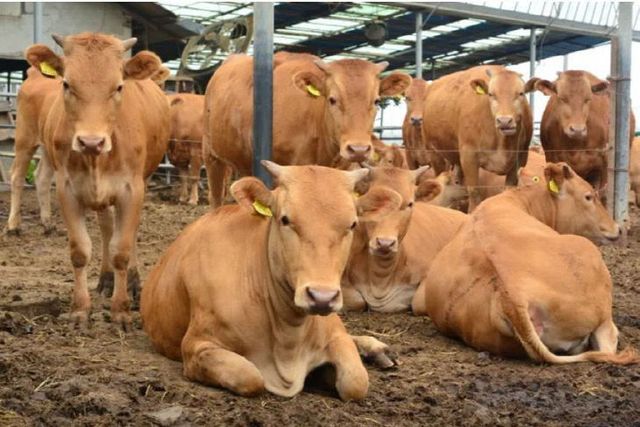 밀양시, 축산농가 사료구매자금 52억원 융자 지원
