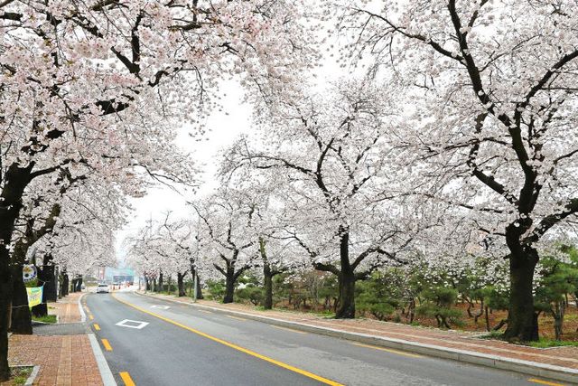 0408 정읍벚꽃축제 성료