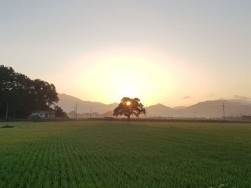 2025년 올해의 나무, 보은군 왕버들 선정 1