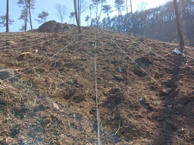 거제시, 2025년 봄철 조림사업 추진 완료