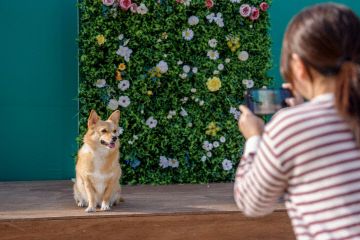 2025 동물등록 자진신고 및 집중단속 기간 운영 2