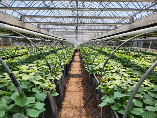 사본 -(사진3)소담미 종순 보급1