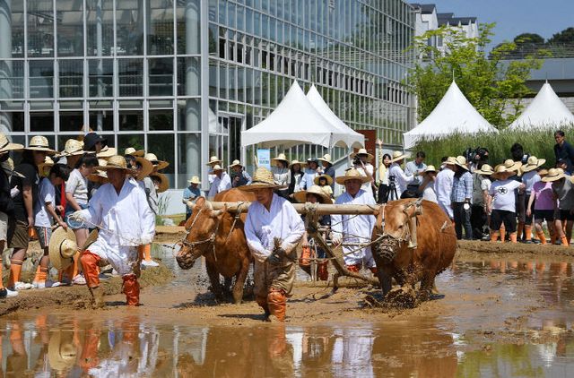 [사진] 겨릿소 써레질_003