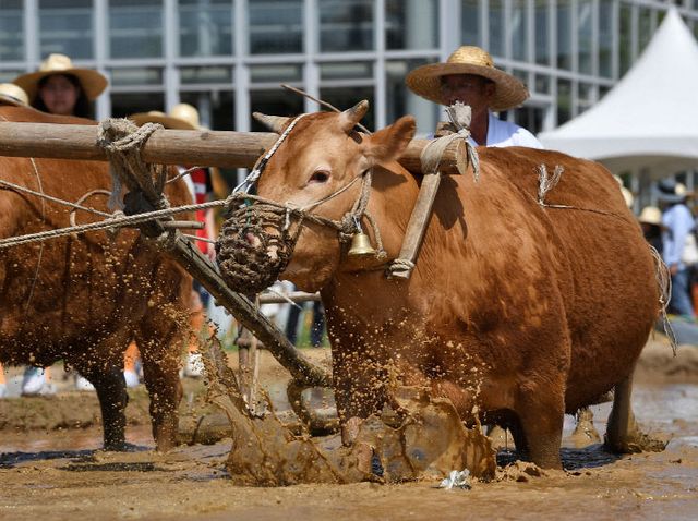 [사진] 겨릿소 써레질_002