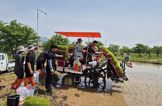 6. 이천시4-H연합회, 공동 과제포 모내기 실시2