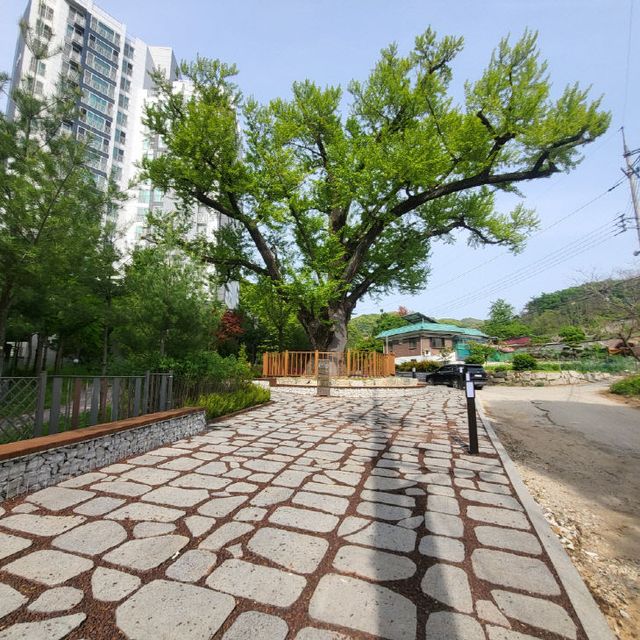 2. 동두천시, 사당골 은행나무 보호수 주변 소규모 쉼터 환경