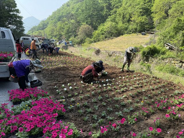 보도 4) 방북리 꽃길 조성(2)