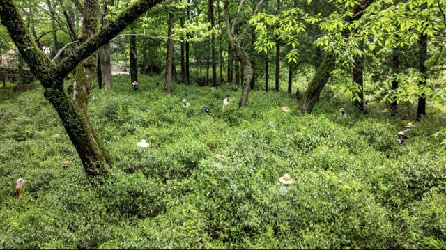 사본 -1 찻잎 따기