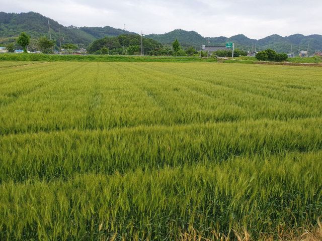 서천군에서 재배되고 있는 보리