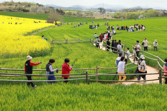 고창청보리밭축제(1)