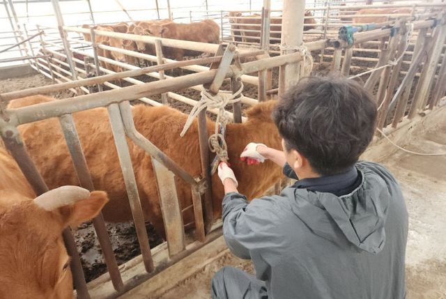 합천군 가축응급진료 당번제 운영