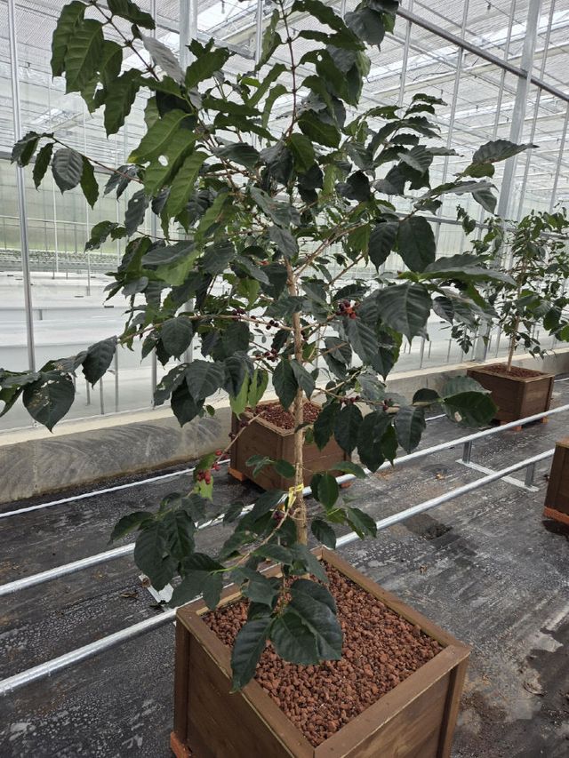 커피나무 60주 식재 (2)