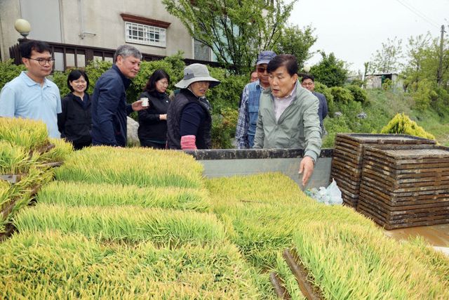 2025.05.16 옹진군 보도자료(옹진군 적기 모내기 중점 지도)2