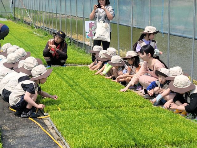 관내 120명 유아 대상 ‘꼬마농부 벼농사 체험’ 운영