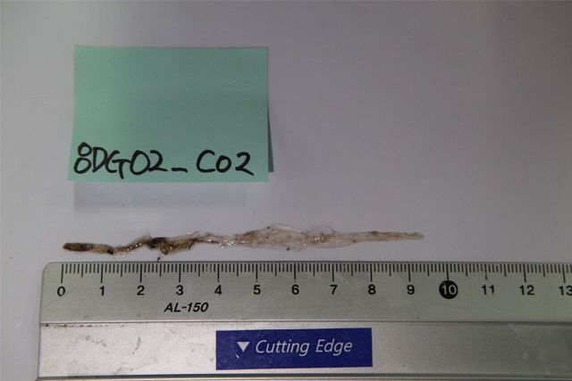 붙임 1 남극 중앙해령에서 채집한 화살벌레 1