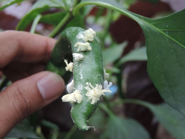 갈색날개매미충(약충기)