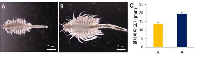 알테미아 크기 변화