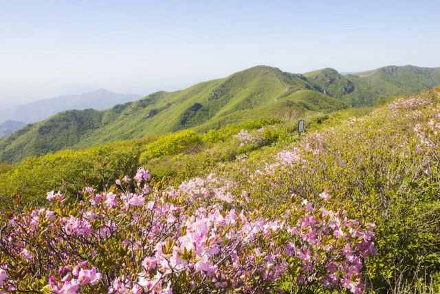 보도 1) 소백산 철쭉(5)