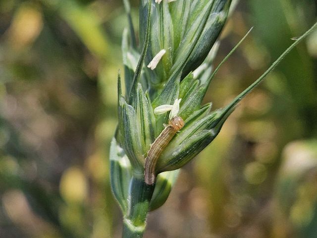 최근 서천지역 밀 재배단지에서 발견된 멸강나방 유충
