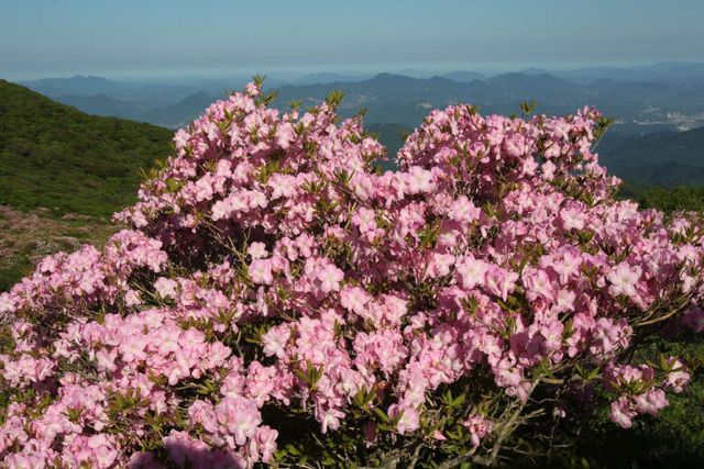 보도 1) 소백산 철쭉(2)