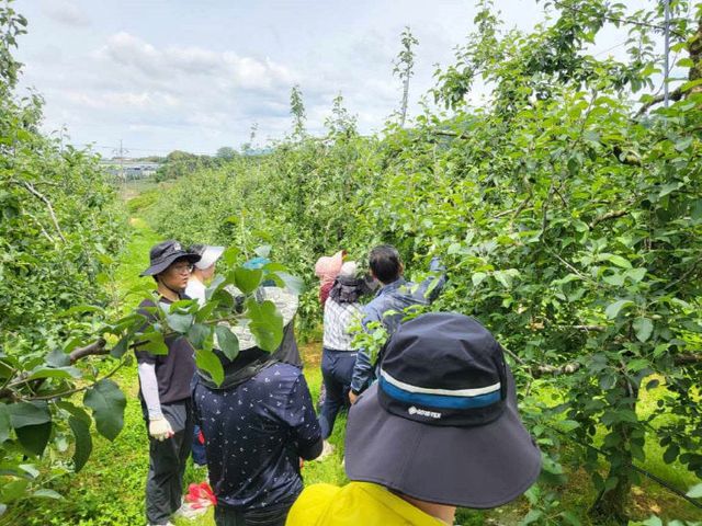 3.축산과 직원 사과 적과 작업 모습