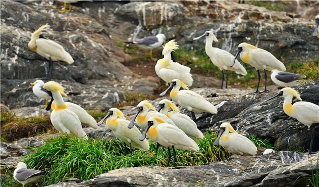 서천군 노루섬에서 서식하고 있는 저어새