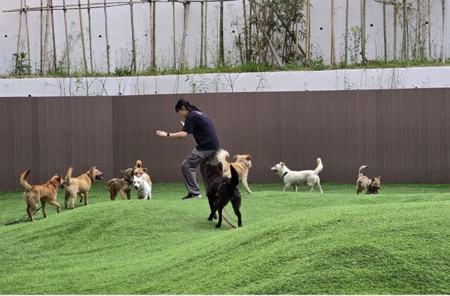 사진－경기도+반려마루+여주+직원이+경북+산불구조견들의+운동+